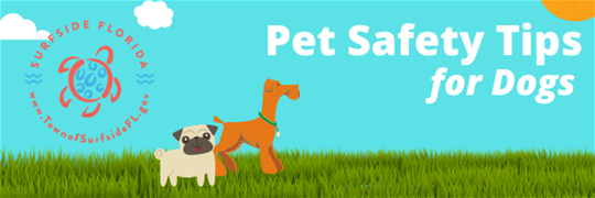 Pet Safety Tips for Dogs (1)