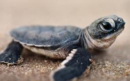 turtle-conservation